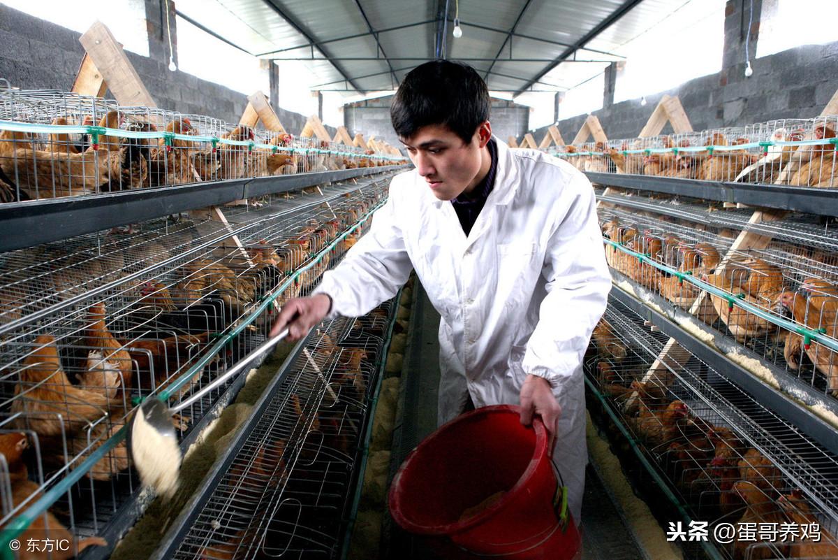 养殖鸡技术教_养殖鸡技术培训资料_养殖场鸡技术