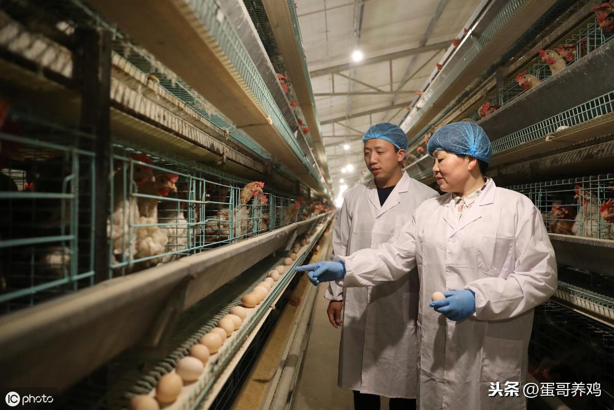 养殖场鸡技术_养殖鸡技术培训资料_养殖鸡技术教
