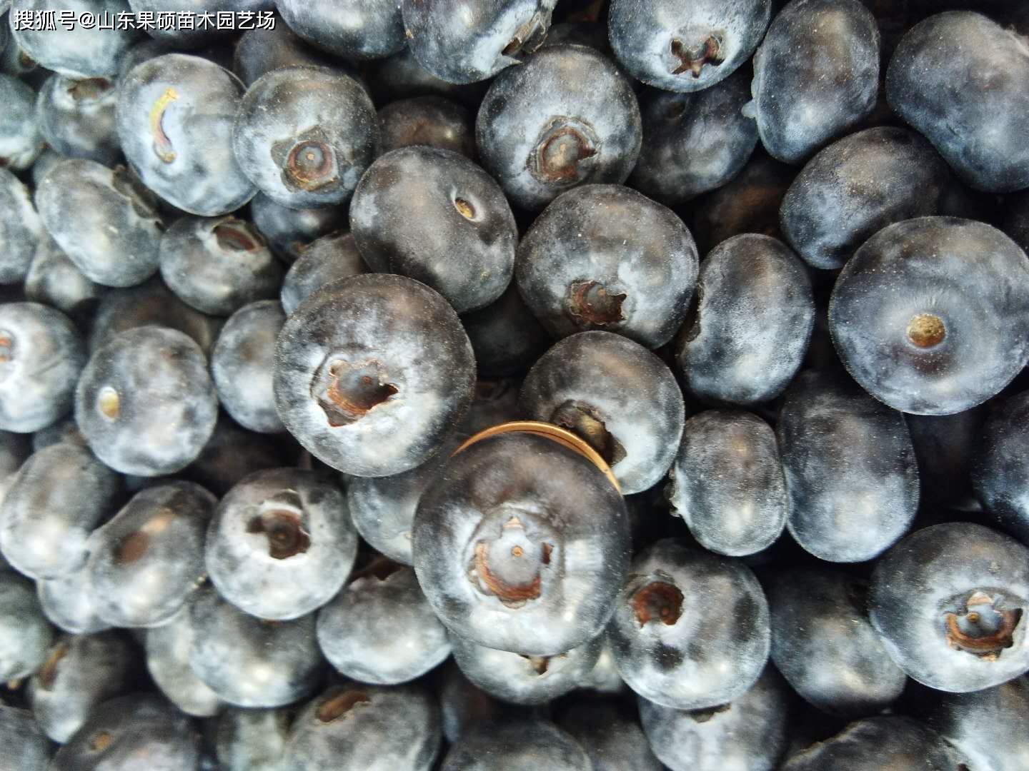 蓝莓规模种植_蓝莓大面积种植技术_蓝莓的种植成本