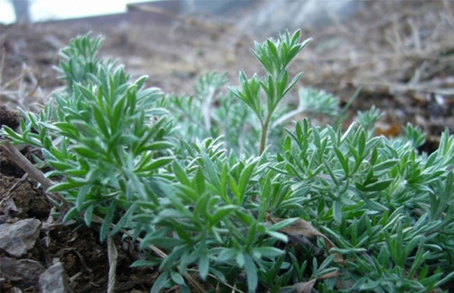 茵陈的种植前景分析