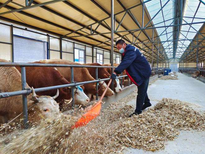 养牛怎么养最好？肉牛养殖技术和方法完整版，养牛人快收藏学习！