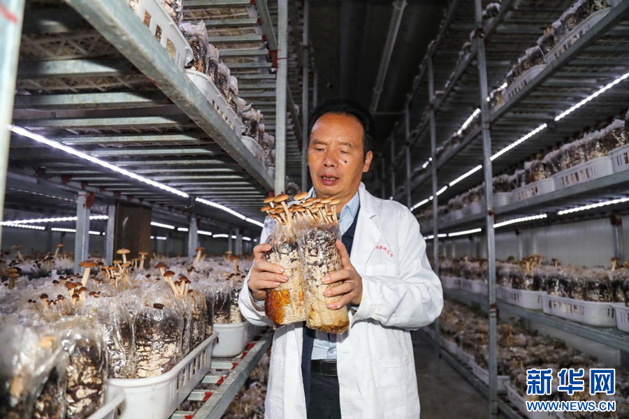 致富经刘艾种菇_致富经种植平菇_致富经菌菇种植