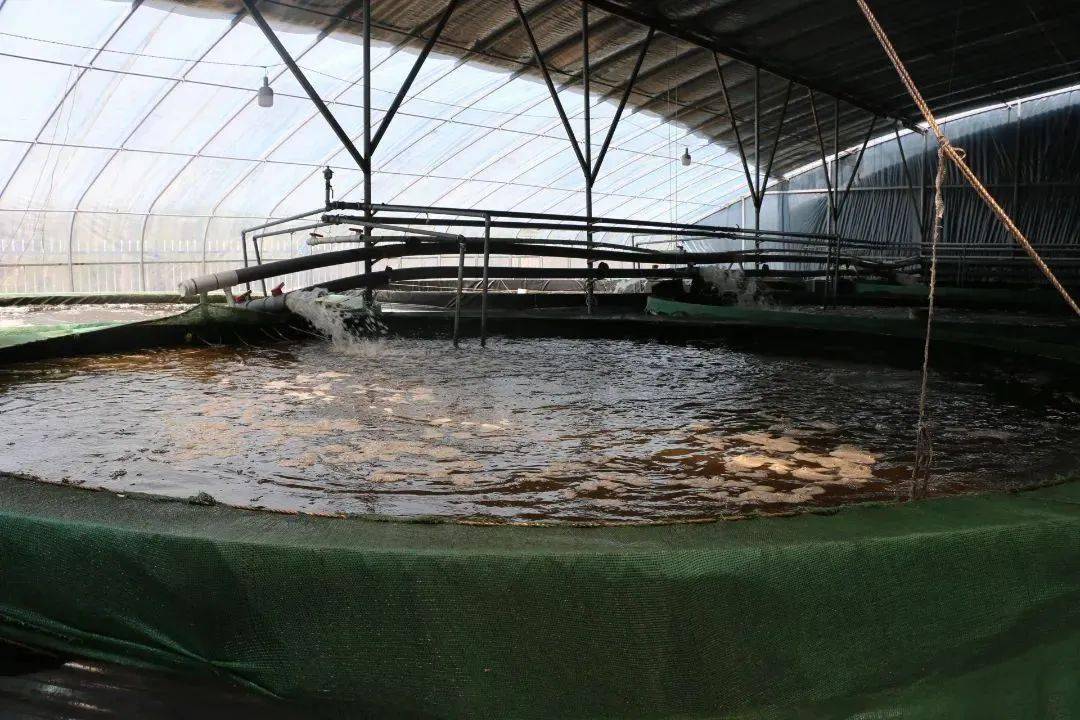 水产养殖赚钱_水产养殖快速致富_水产养殖带动村民增收致富