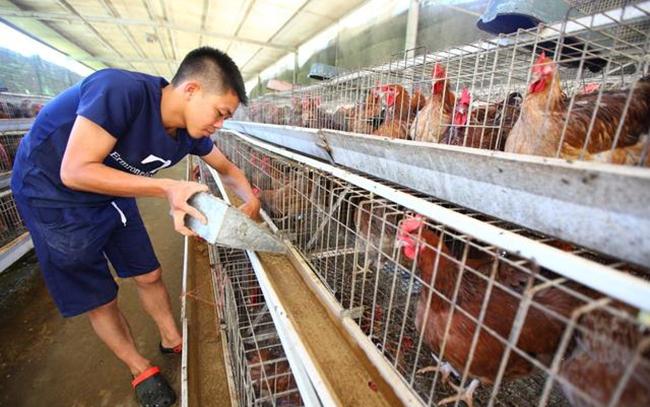 养殖鸡技术土鸡_养殖场鸡技术_养殖鸡技术教