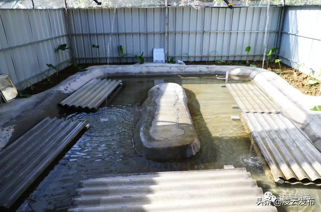 野生石蛙市场价是多少_致富经野生石蛙_野生石蛙养殖技术