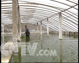 中央七套致富经养鱼_致富养鱼视频_中央电台致富经关于养鱼的