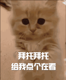 红豆杉养殖注意事项_如何养殖红豆杉_红豆杉养殖技术