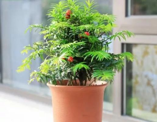 如何养殖红豆杉_红豆杉养殖技术_红豆杉养殖注意事项