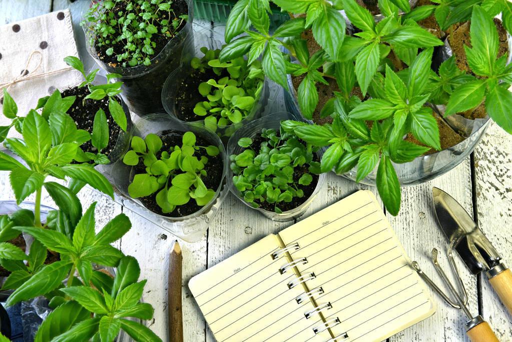 指甲草种子有什么功效_种植指甲草致富_怎样种植指甲草种子