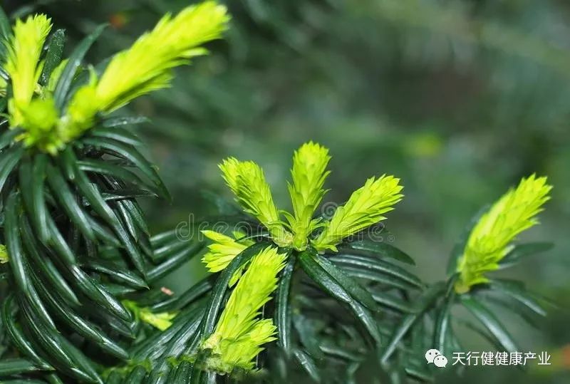 养殖红豆杉技术视频_红豆杉养殖技术_养殖红豆杉技术与管理