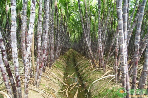 绿宝甜瓜栽培技术视频_农广天地绿宝甜瓜种植技术视频_种植绿宝甜瓜致富