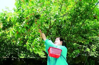 汉中适合种植什么经济作物_汉中种植致富_汉中适合种植哪些中草药