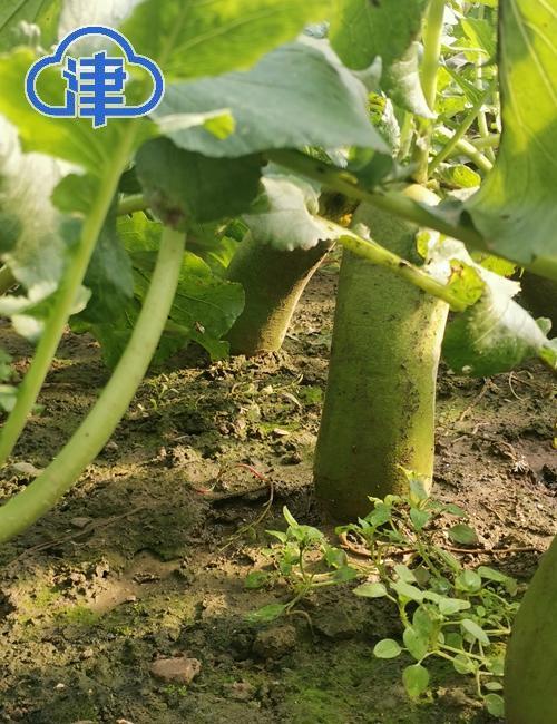 【千问千寻大运河】300年前来到天津 运河馈赠的“致富经”