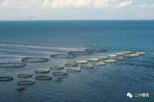 农业与养殖技术_养殖农业技术的应用情况怎么写_最新的农业技术养殖