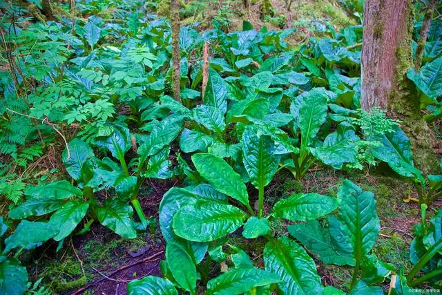 种植白术致富_2020年种植白术怎么样_致富种植白术图片