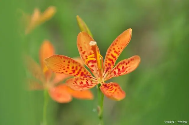 致富种植白术图片_2020年种植白术怎么样_种植白术致富