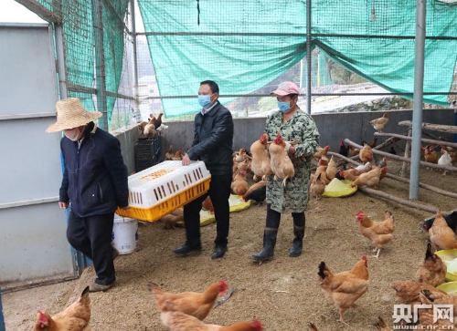 江西养殖业_江西养殖致富_江西养殖业什么最赚钱农村