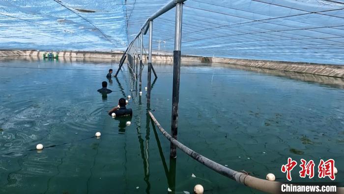 在新疆水产养殖赚钱吗_新疆水产养殖怎么样_新疆水产养殖致富