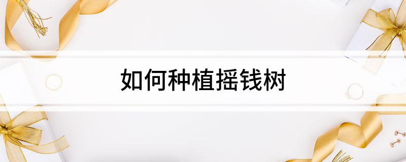 如何种植摇钱树