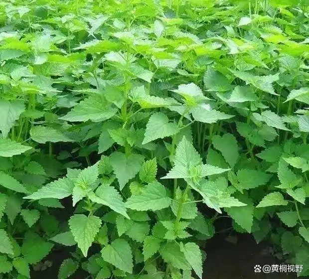 农视网致富经种植种植药瓜_有机质蔬菜特色种植的致富故事_四季蒜苗种植致富