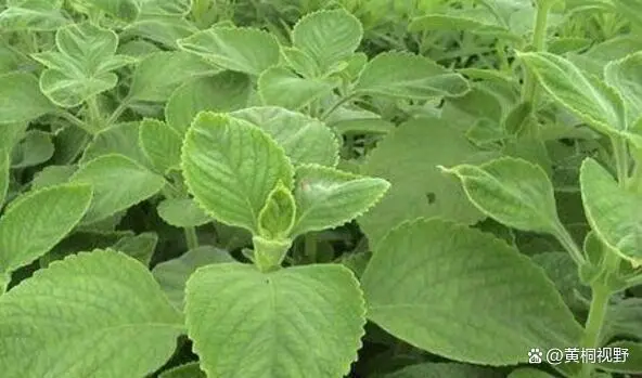 农视网致富经种植种植药瓜_有机质蔬菜特色种植的致富故事_四季蒜苗种植致富