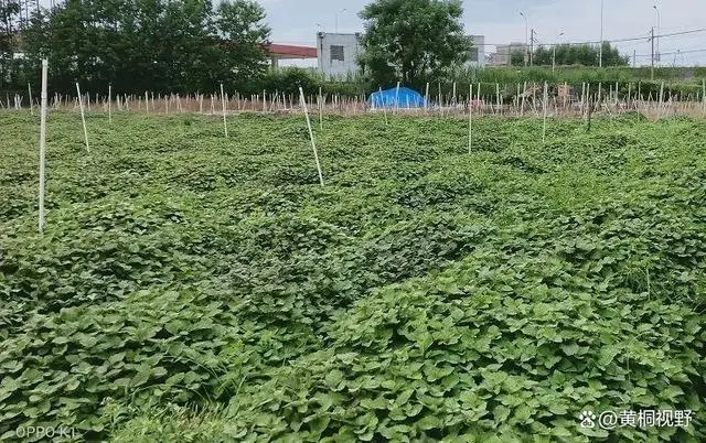 四季蒜苗种植致富_农视网致富经种植种植药瓜_有机质蔬菜特色种植的致富故事