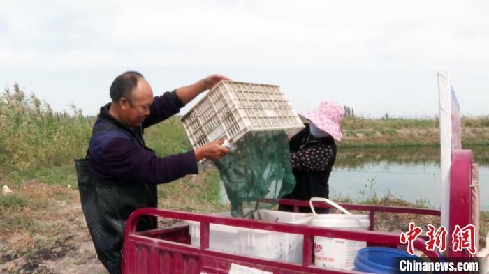 新疆水产养殖基地_新疆水产养殖致富_新疆水产品养殖