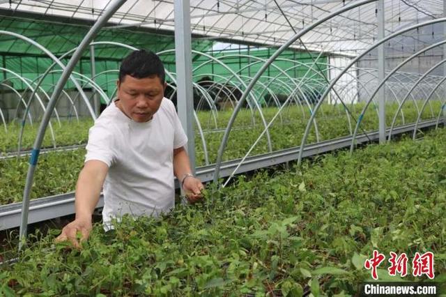 四季蒜苗种植致富_叶青植物图片_三叶青种植致富