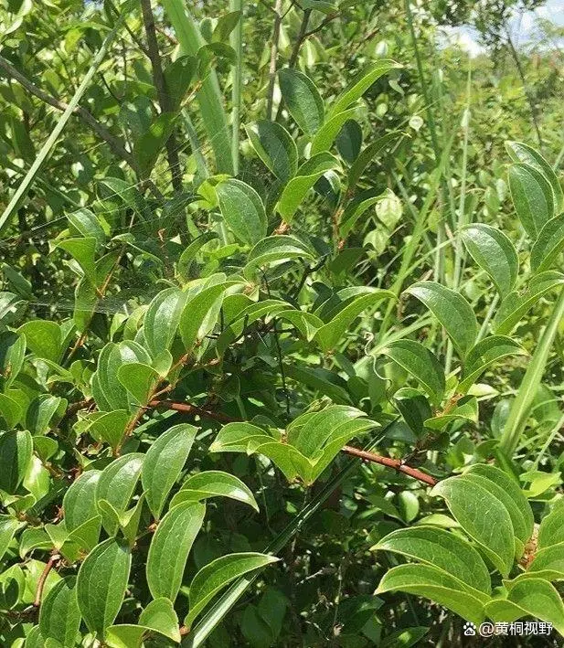 四季蒜苗种植致富_瓜娄种植发家致富故事_农视网致富经种植种植药瓜