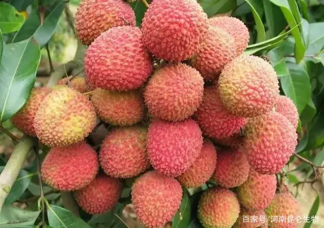 种植果荔枝技术视频_种植果荔枝技术与管理_荔枝果种植技术