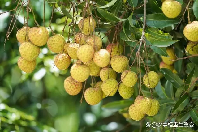 种植果荔枝技术与管理_荔枝果种植技术_荔枝果怎么种