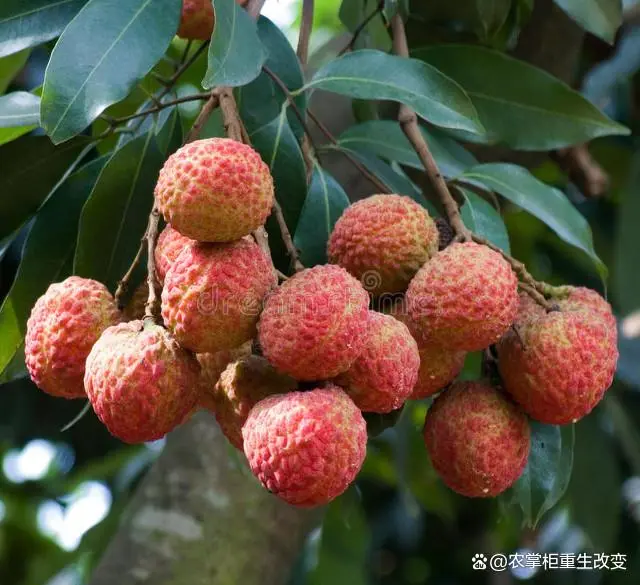 荔枝果种植技术_种植果荔枝技术与管理_荔枝果怎么种