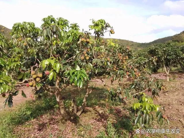 种植果荔枝技术与管理_荔枝果种植技术_荔枝果怎么种