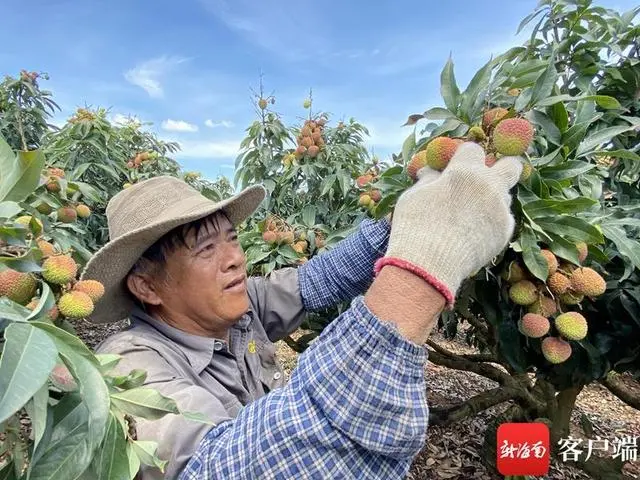 荔枝果怎么种_种植果荔枝技术要点_荔枝果种植技术