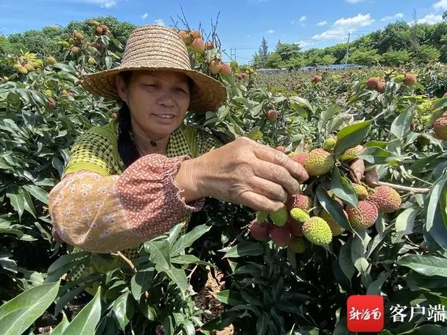 种植果荔枝技术要点_荔枝果怎么种_荔枝果种植技术