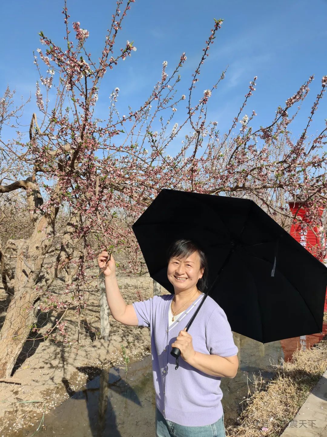 前景种植草熏衣技术要求_熏衣草种植技术及前景_前景种植草熏衣技术有哪些