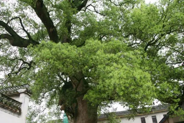 香樟树种植技术视频_种植树香樟技术大师是谁_大香樟树种植技术