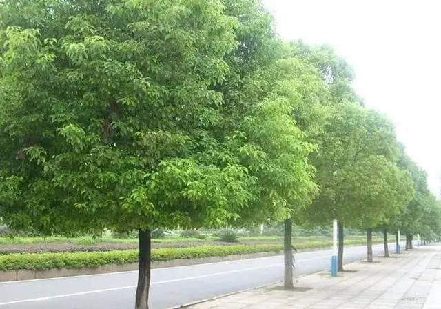 种植树香樟技术大师是谁_大香樟树种植技术_香樟树种植技术视频