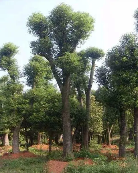 香樟树种植技术视频_种植树香樟技术大师是谁_大香樟树种植技术