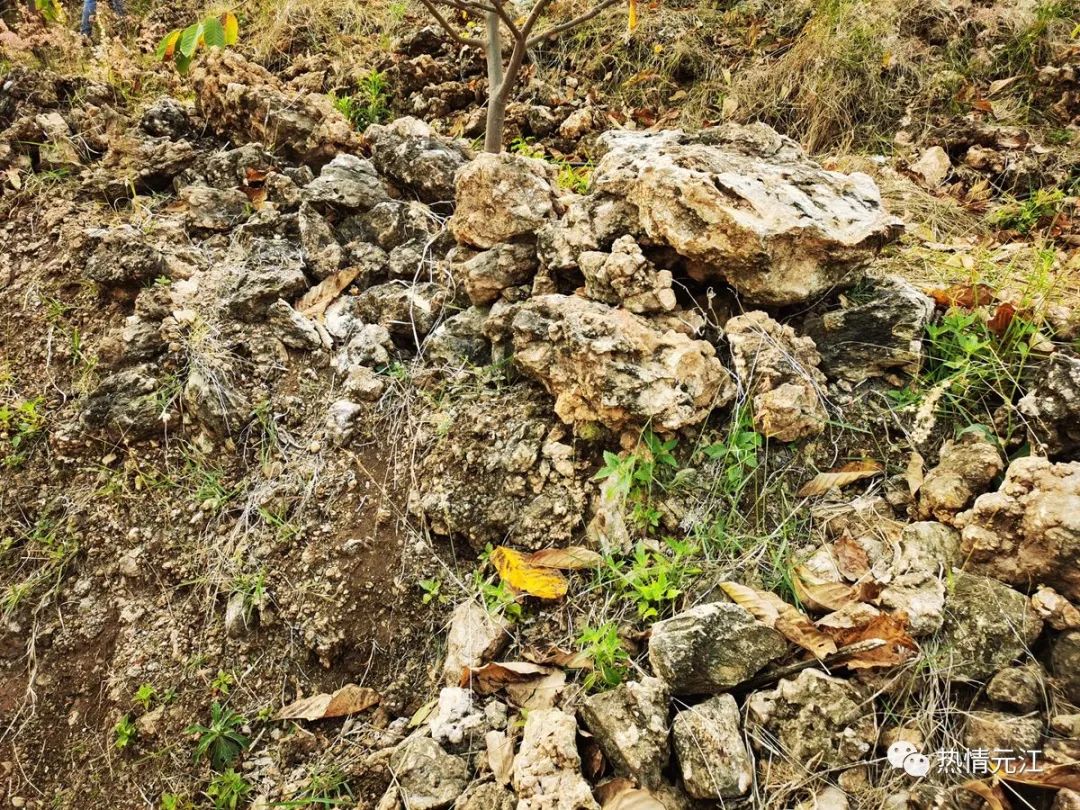 释迦栽培技术_释迦高产种植技术_释迦种植视频