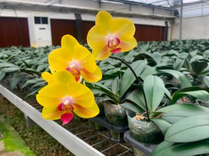 种植园林绿化树种致富_绿化苗木种植致富_种绿化苗木挣钱吗