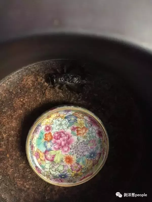 刺猬致富经_养殖刺猬致富骗局_刺猬的价值与养殖