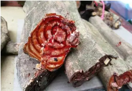 年种植什么赚钱种植致富项_农视网致富经种植种植药瓜_白领种植蘑菇致富