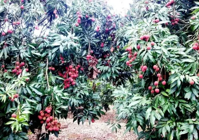 荔枝果种植技术_种植果荔枝技术视频_荔枝果怎么种