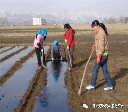河南当归种植技术_当归种植河南技术怎么样_当归种植栽培技术
