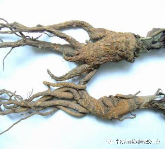 当归种植栽培技术_河南当归种植技术_当归种植河南技术怎么样