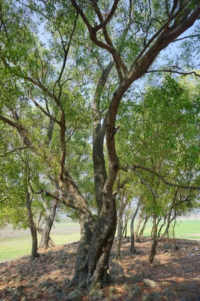 香樟树种植技术视频_怎样种植香樟树_大香樟树种植技术