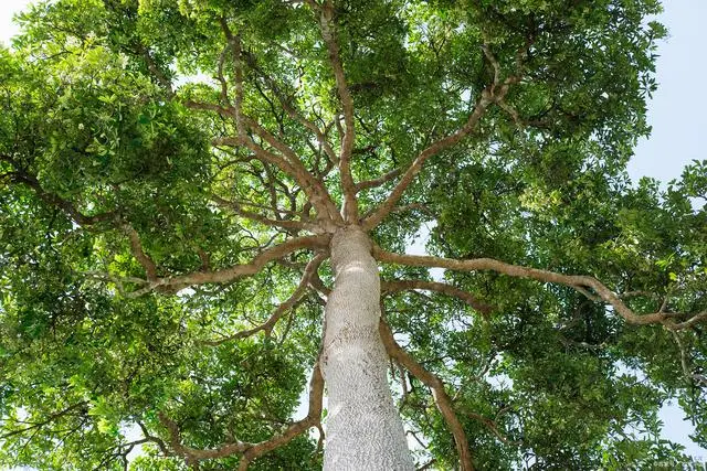 香樟树种植技术视频_怎样种植香樟树_大香樟树种植技术