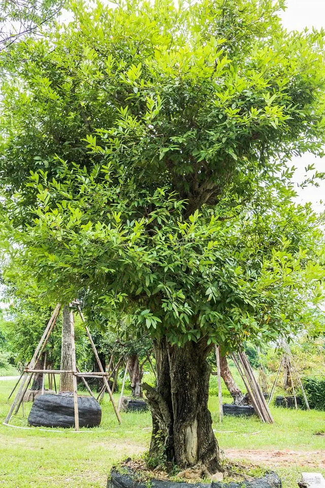怎样种植香樟树_大香樟树种植技术_香樟树种植技术视频