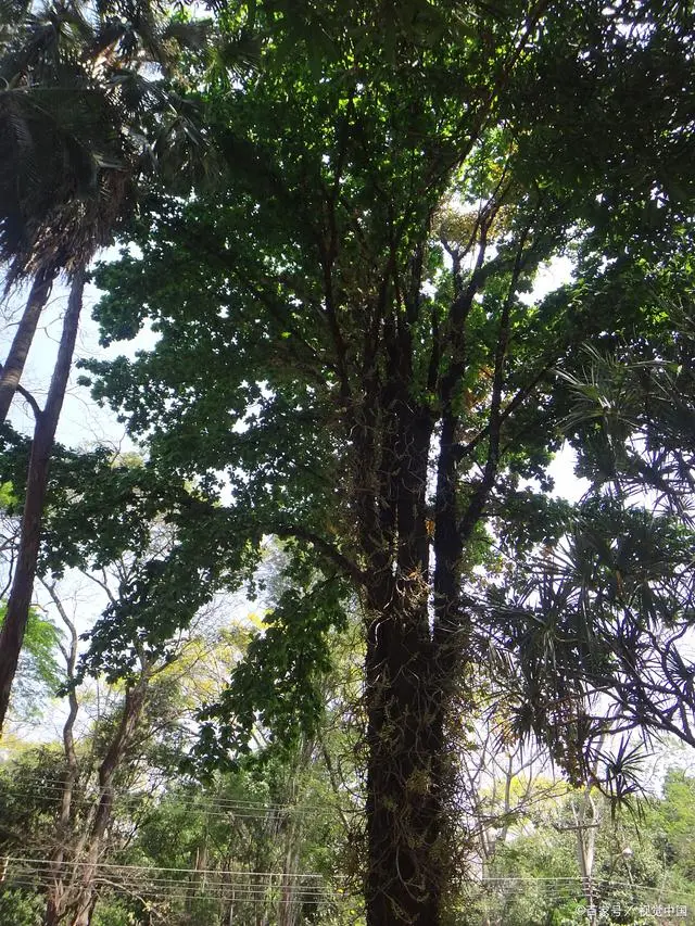 大香樟树种植技术_香樟树种植技术视频_怎样种植香樟树